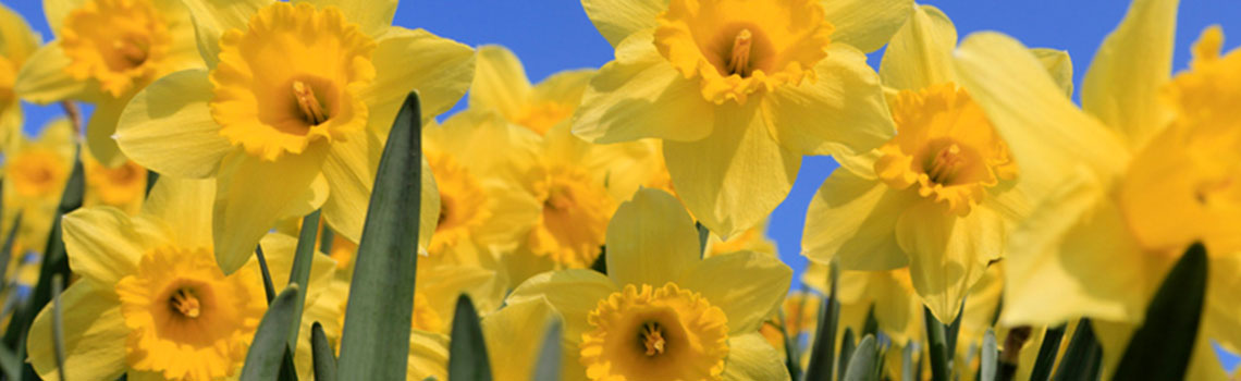 Yellow flowers in spring