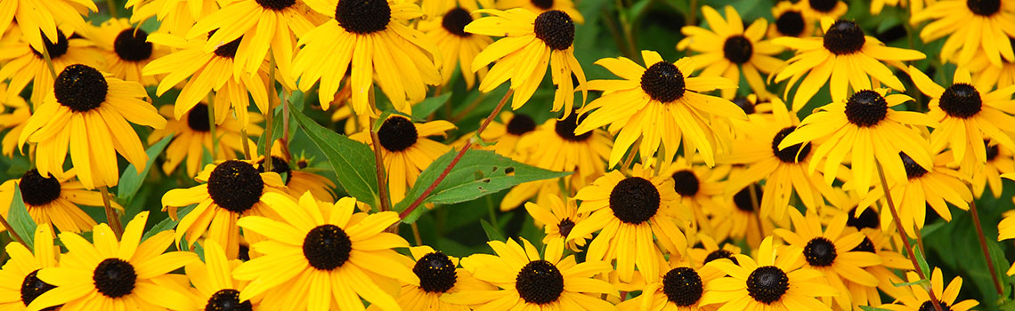 Black eyed Susan flowers
